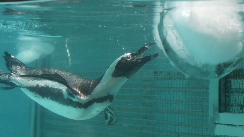 A jackass penguin plays with an ice block to help him endure the summer heat at South Korea"s Everland Amusement and Animal Park