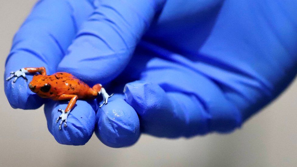 A gloved hand holding a very small, red and blue frog