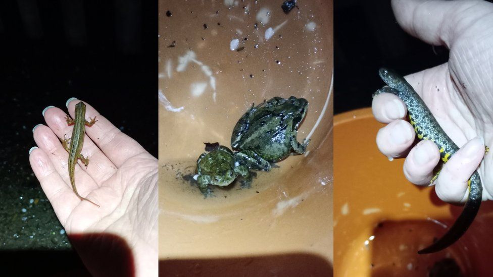 Side-by-side images of frogs, newts and toads