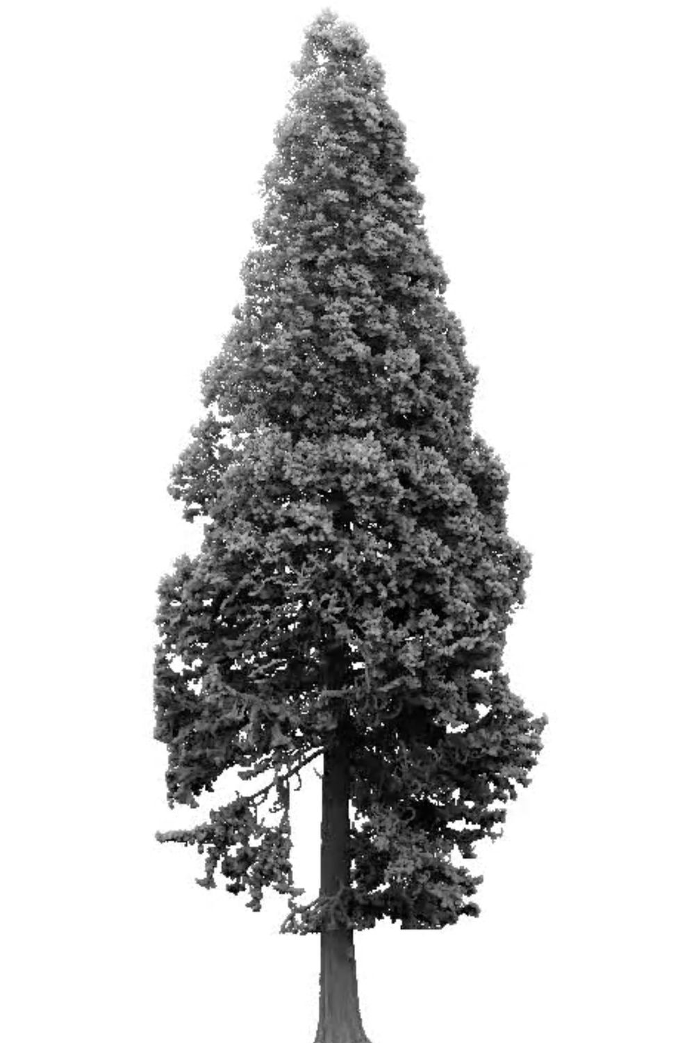 Scan of giant redwood