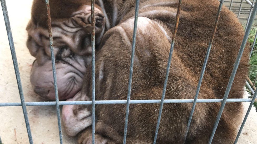 Shar Pei in cage