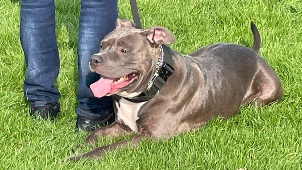 Hull Dog Trainer Holds Session For American Bully XL Dogs BBC News