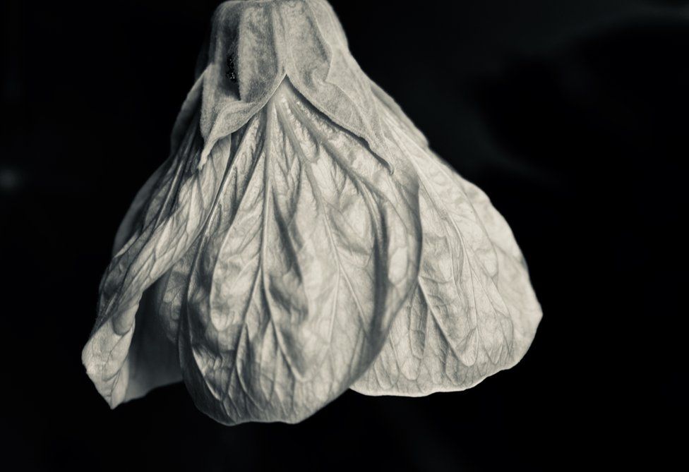 A dried leaf