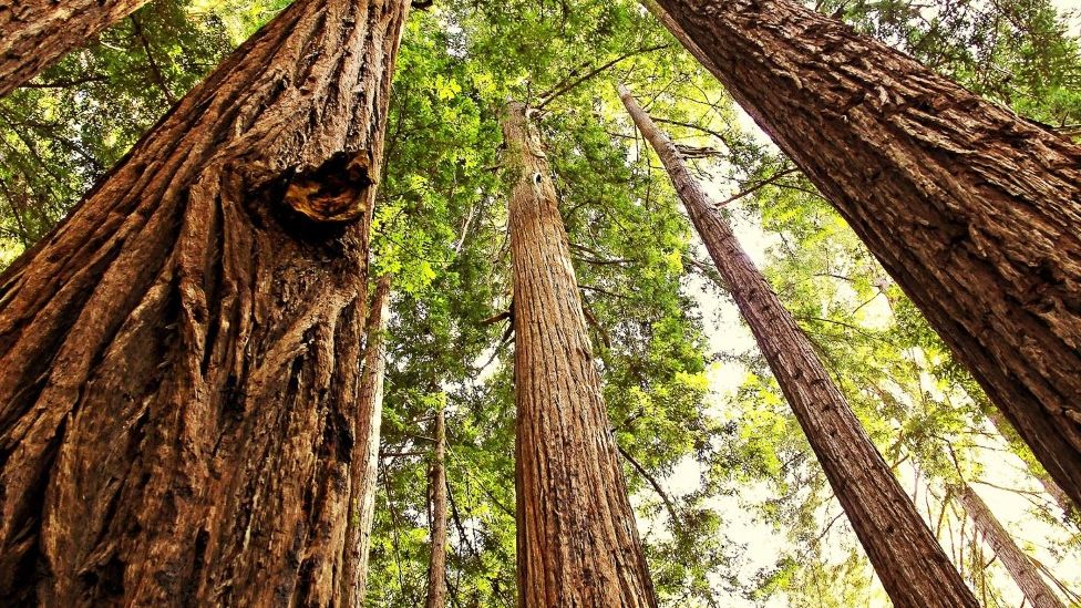 sequoia trees