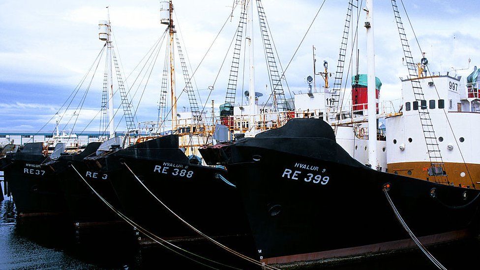 Icelandic whaling boats in Reykjavik harbour