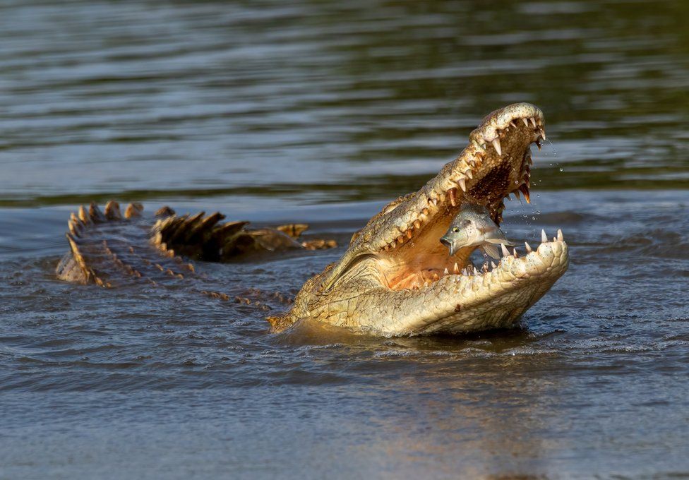A crocodile opens its jaws to bite a fish in mid-air