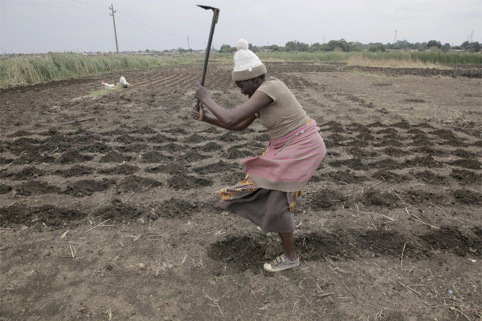 A woman tills the land for maize planting in a peri-urban field in the township of Kuwadzana, Harare, 09 November 2022. Maize planting throughout the country has begun and farmers are expecting a bumper harvest. Maize is Zimbabwe"s main staple crop.