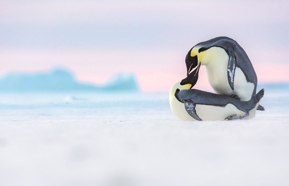 Два пингвина спариваются на льду