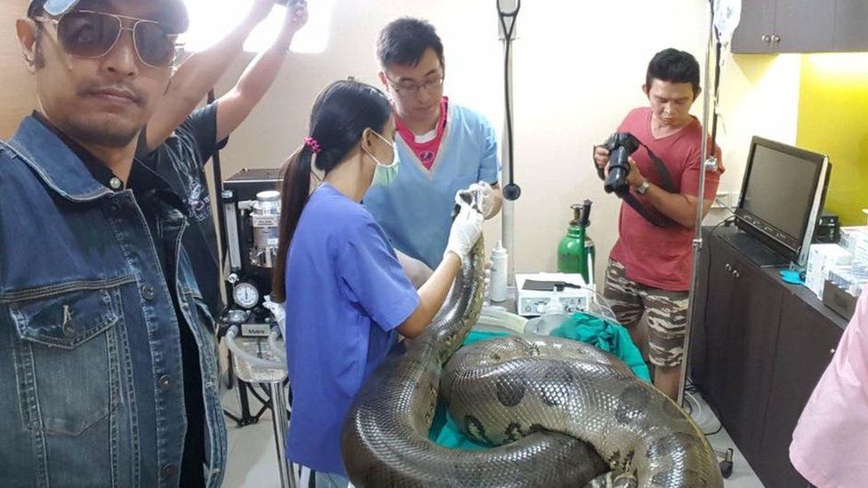 Anaconda being prepared for surgery
