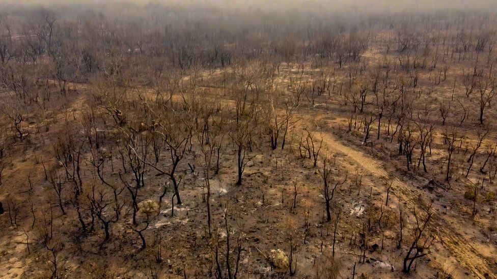 An aerial view showing a burnt and barren view of a forest
