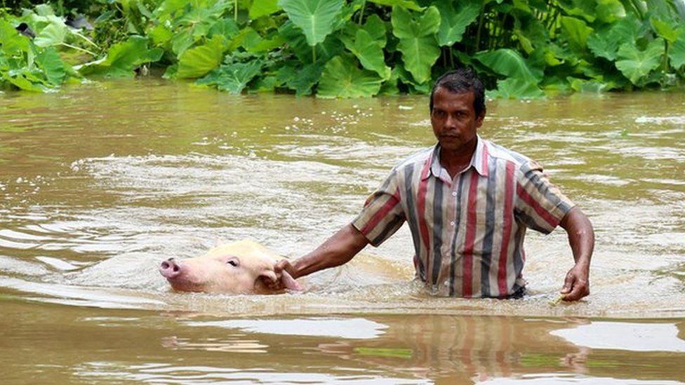A pig that was swept away in the floods is rescued by a local resident at Varapuzha
