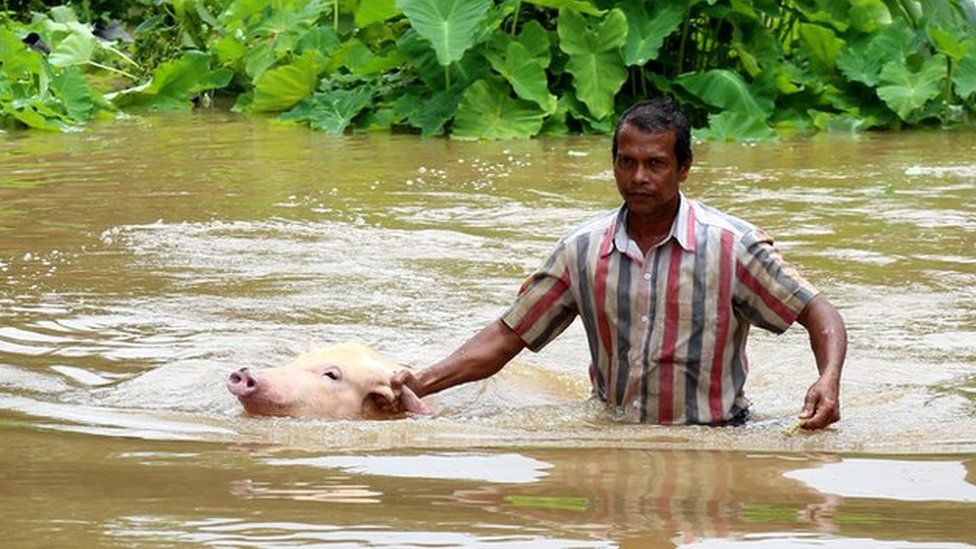 Un residente de Varapuzhahat con un cerdo