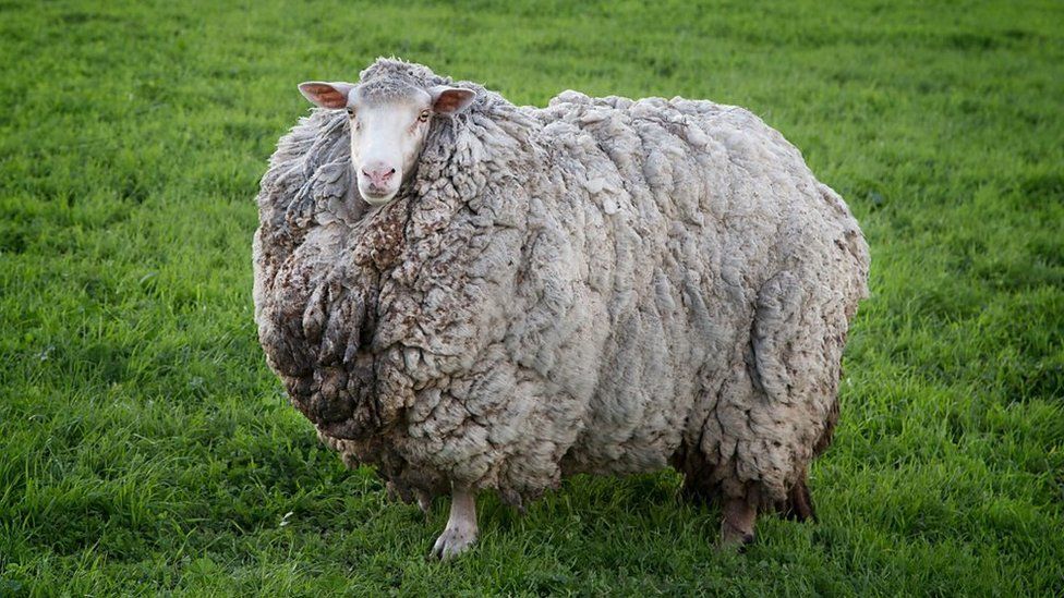 Sheep with large fleece