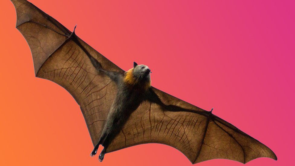 Bat night: Five things you might not know about bats - BBC Newsround