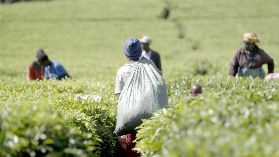 People working in a tea field in Kenya