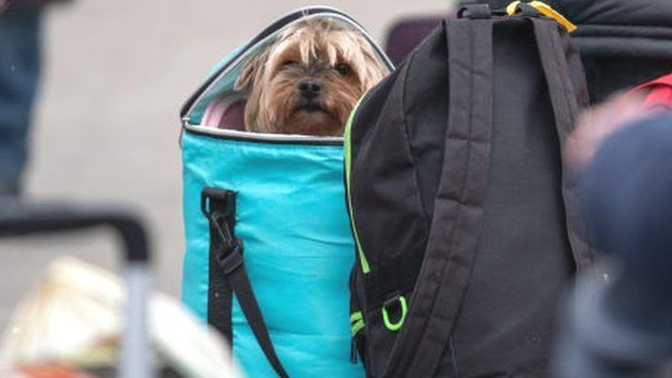 A dog stuffed in a bag