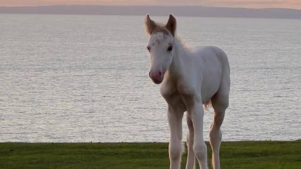 Pony on Gower Headland