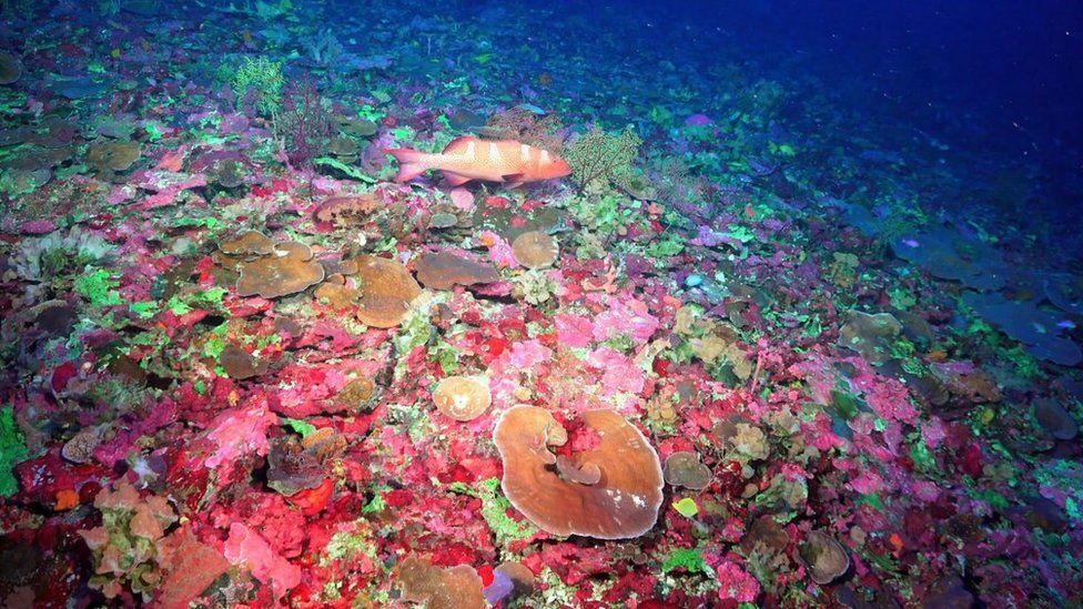 Coral underwater.