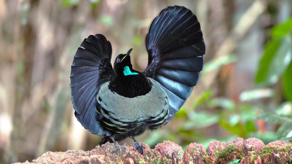 Male Victoria's riflebird displaying (c) Science Photo Library