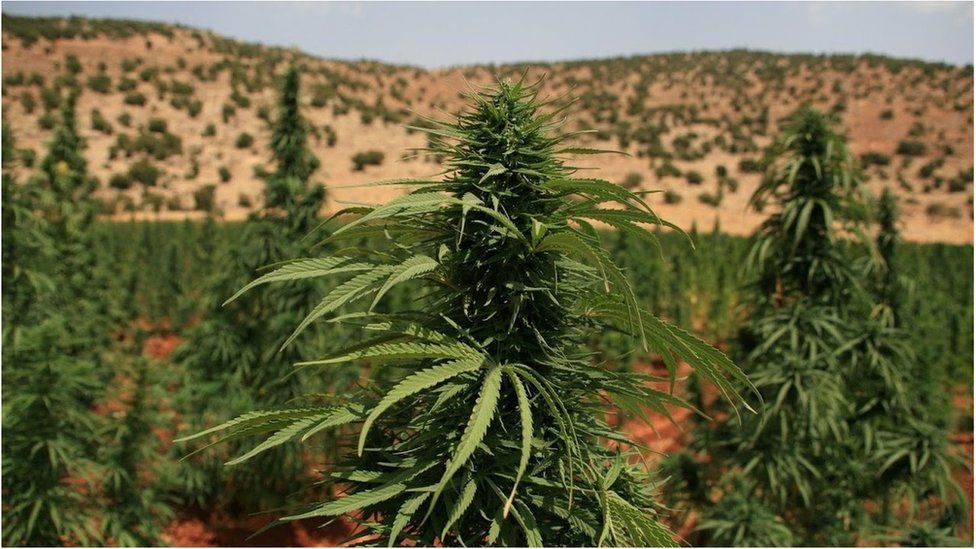 Cannabis plant in Lebanon