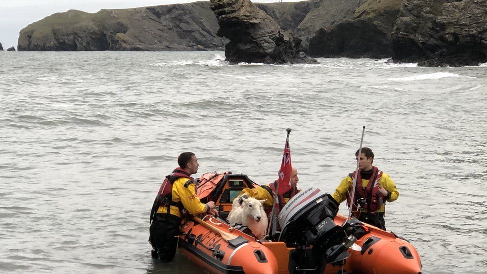 A sheep on an RNLI life boat with 3 crew members