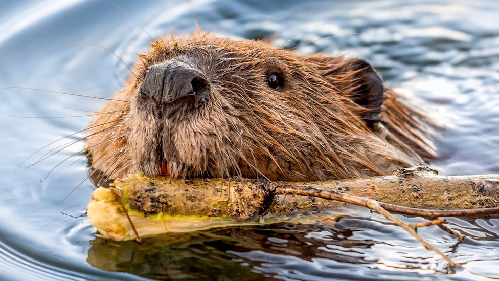 Beaver swimming with stick
