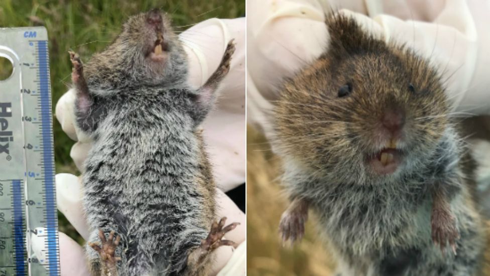 Gargantua-vole being measures (left) and being held by a hand