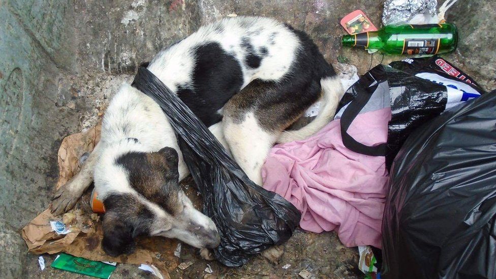 'Unthinkably cruel' woman dumped dog in wheelie bin BBC News