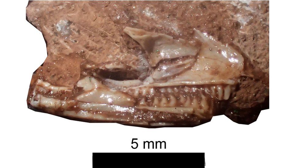 Fossilised skull of small lizard with teeth showing