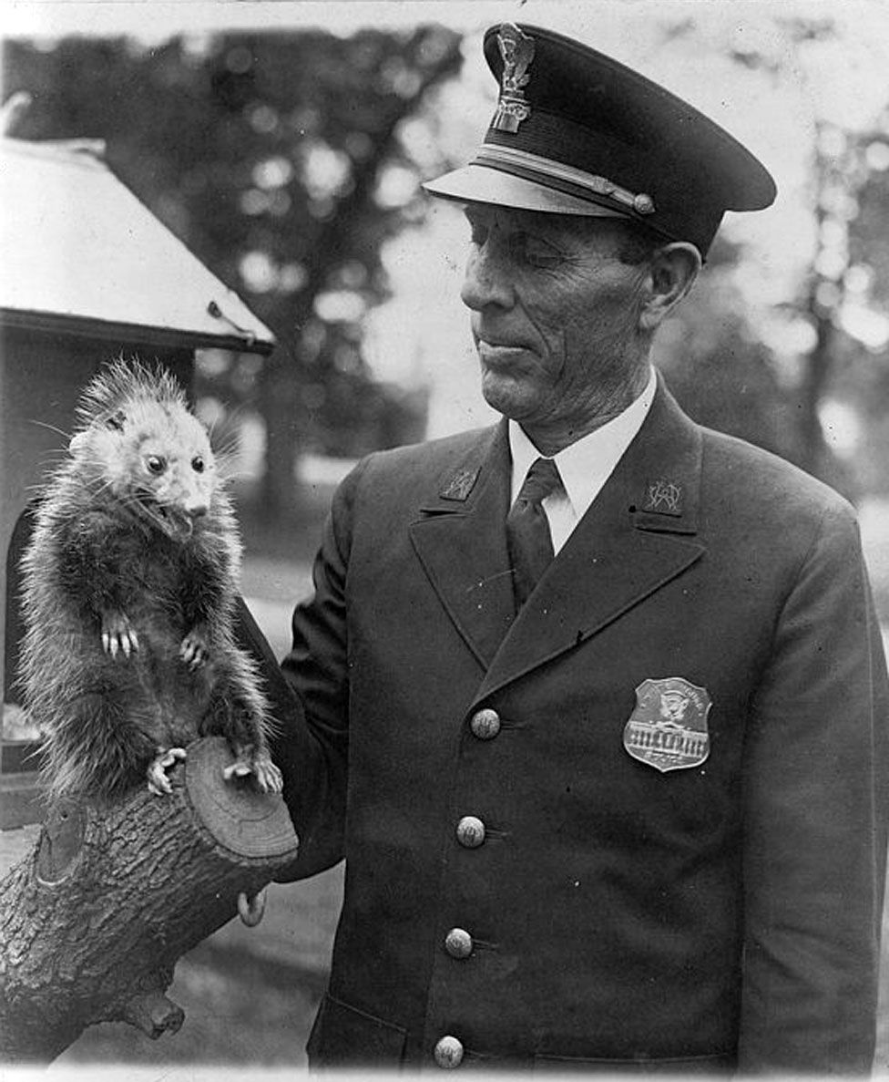 A policeman holds a wild opossum by the scruff of the neck