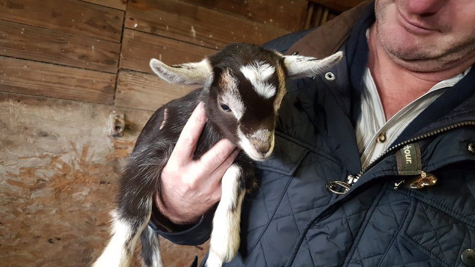 Dinky the pygmy goat