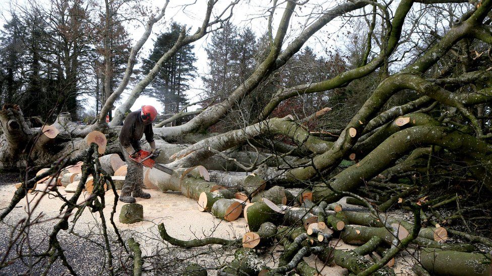 A forester uses a chainsaw to cut the trunk of one of the beech trees into smaller blocks