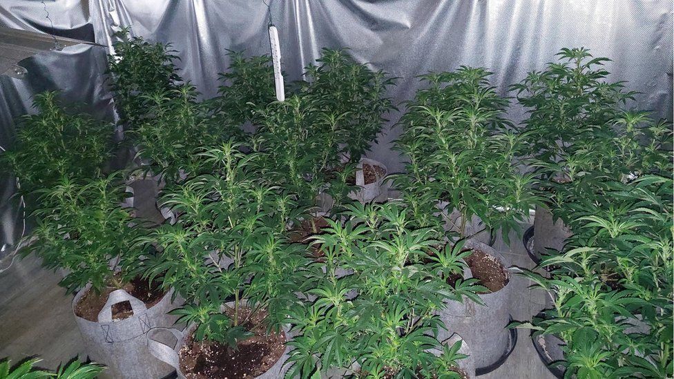 The seized cannabis plants