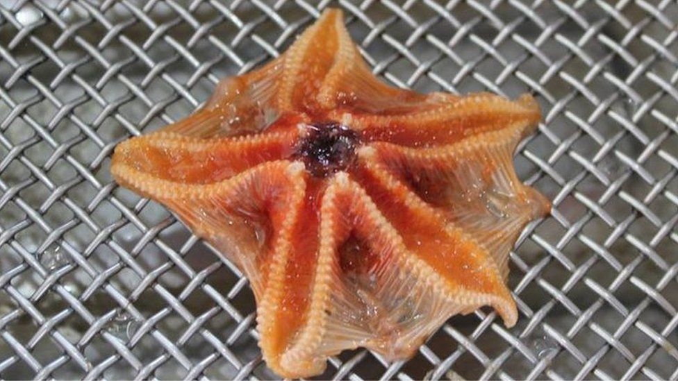 Deep-sea creature found to have ingested microplastic