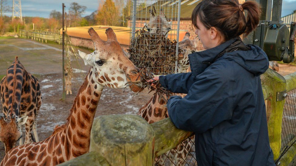Giraffe team leader Sarah feeding the Rothschild giraffes