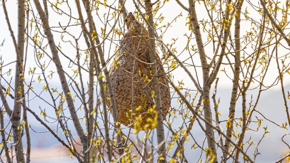 Гнездо азиатского шершня, Испания