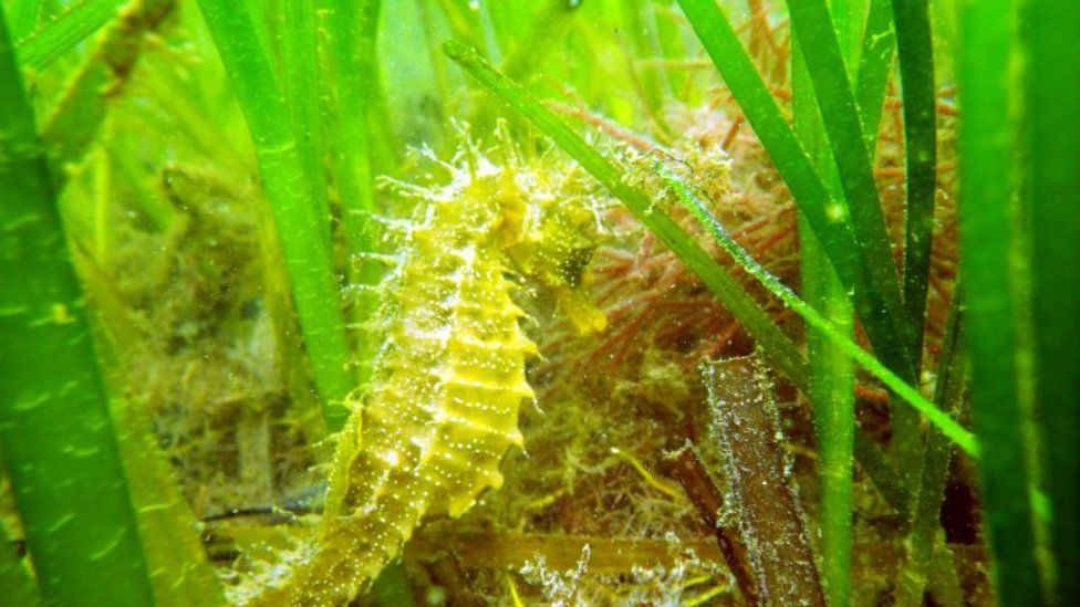 "Hope" the spiny seahorse discovered in Studland Bay