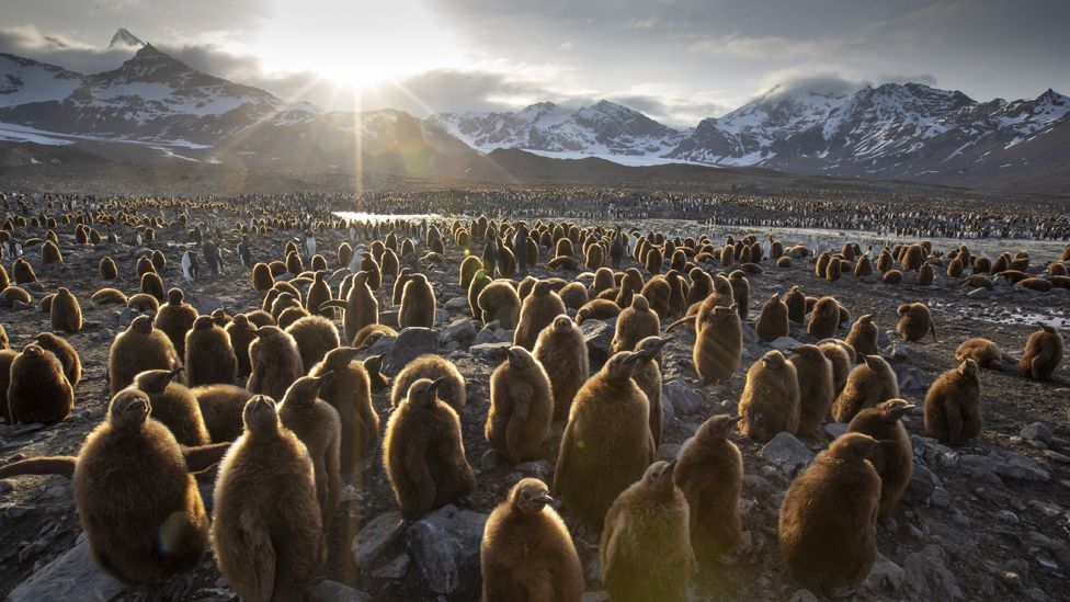 A colony of young penguin chicks wait for their parents to return with food in Andrews Bay, South Georgia