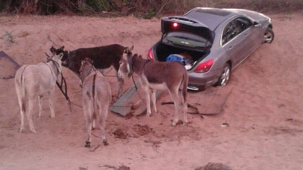 A pace of donkeys are photographed next to a stolen vehicle