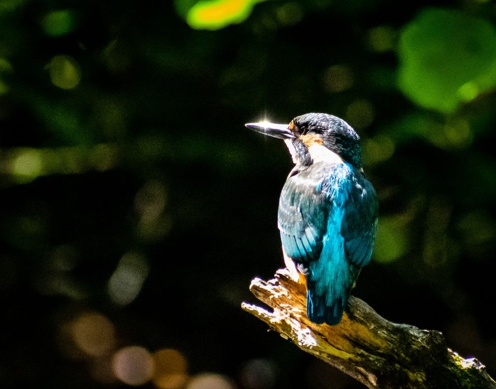 Kingfisher
