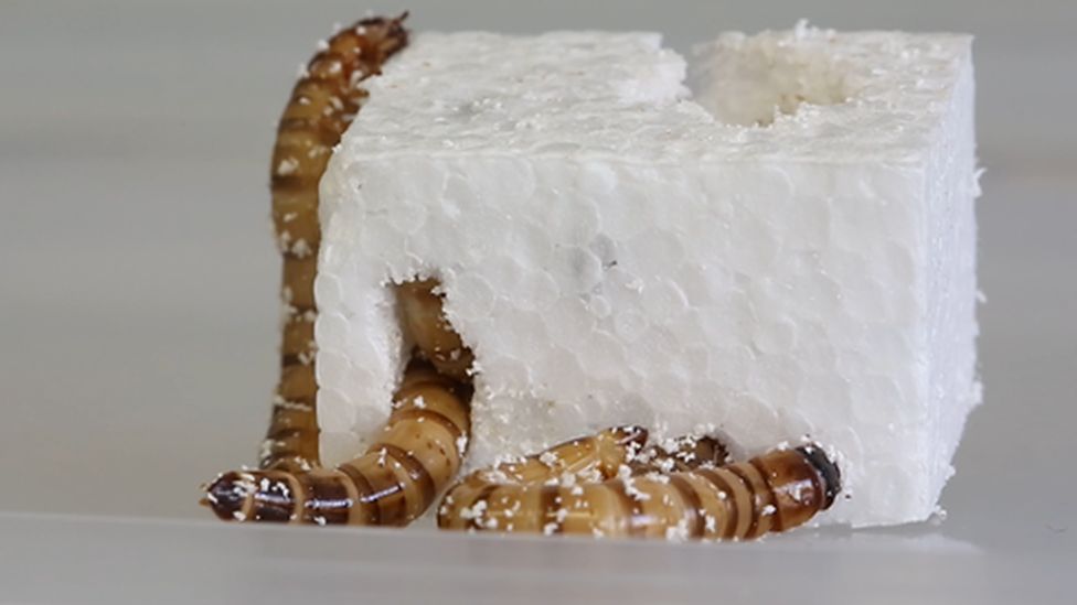 Worms eating polystyrene