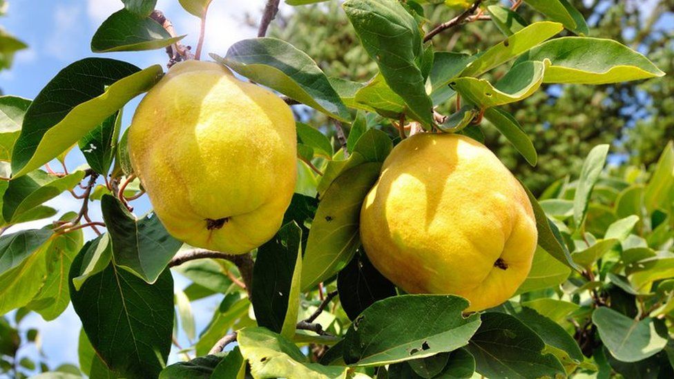 Quince fruit grow on a tree