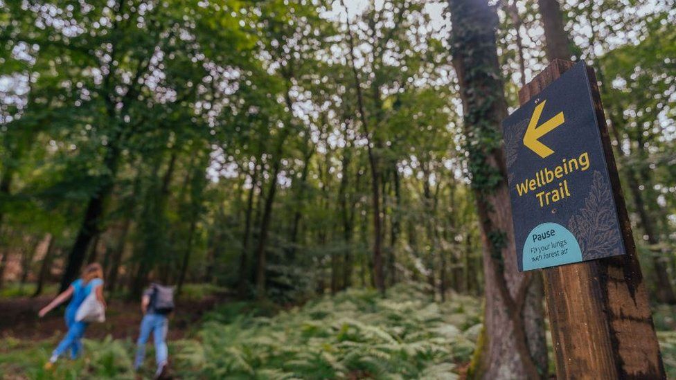 A picture of some woodland with a wellbeing trail sign