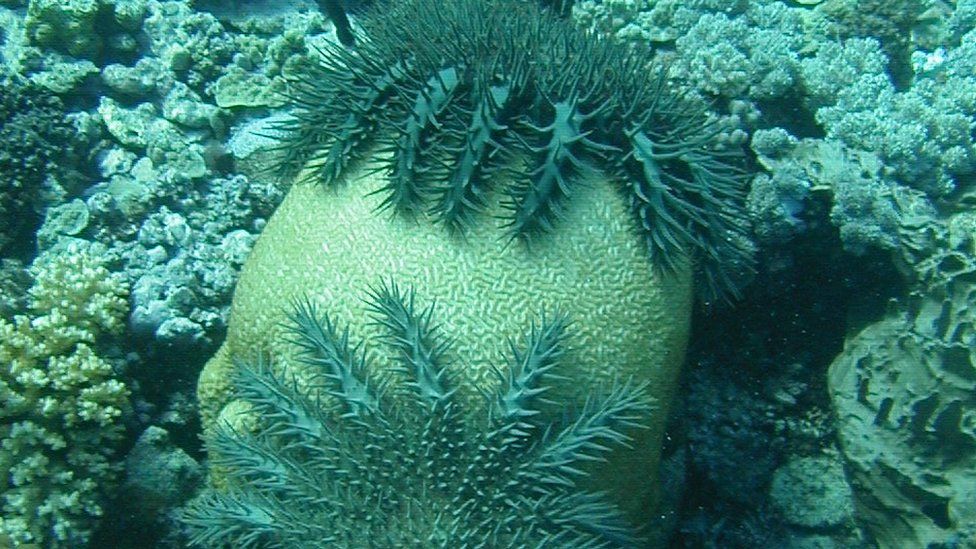 Crown-of-thorns starfish under water