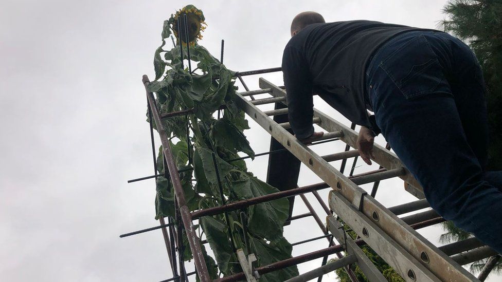 Scaffolding put around 20ft sunflower in Shrewsbury BBC News