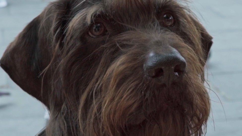 Year of the Dog: Film shows 'lifeline' between homeless people and their  dogs - BBC News
