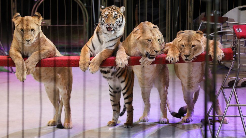 Too Fat Cats Russian Circus Under Fire Over Obese Lionesses Bbc News