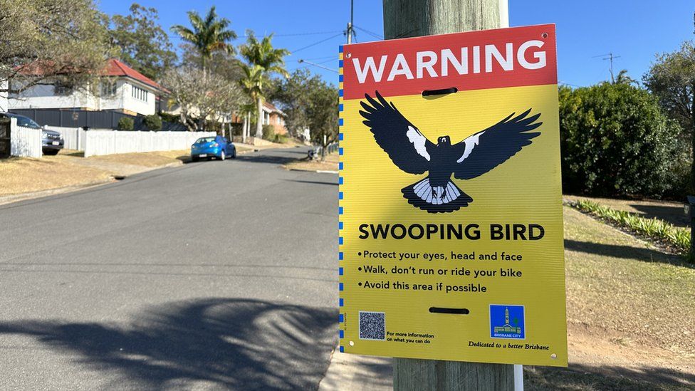 A magpie warning sign in Brisbane