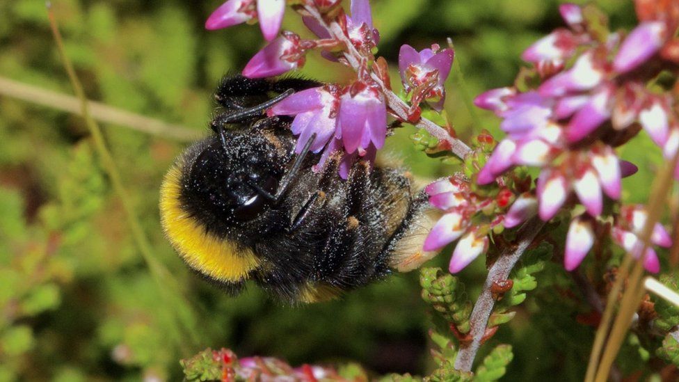 Bumblebee foraging on heather