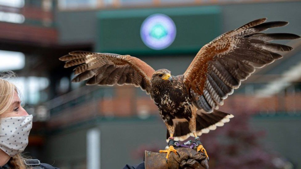 Hamish he Harris Hawk is pictured on the third day of the 2021 Wimbledon Championships